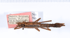 CollectionObject 1559082; a86c8065-a774-4c4a-8910-1f0ce8598b83: copyright ANSP. female, dorsal view (holotype). (CollectionObject).