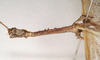 CollectionObject 1556982; b3054bbd-c97b-4afa-81da-59277c4faaf5: copyright South Australian Museum, Adelaide. Acrophylla nubilosa male: head and thorax, lateral view (holotype). (CollectionObject).