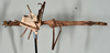 CollectionObject 1561881; 62168397-81e1-4c1e-bfb0-cdb19c7d1b70: copyright USNM, Washington. (CollectionObject).