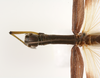 CollectionObject 1558271; 4f70f95b-a737-44d6-929d-e72e960c6a90: copyright ZMUH, Hamburg. female: head & thorax, dorsal view (lectotype). (CollectionObject).