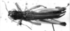 CollectionObject 1533637; 70361326-b48a-42c5-959b-880d02e5bdcc: Image Carbonell, C.S. male, dorsal view (holotype). (CollectionObject).