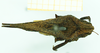 CollectionObject 1532636; 2ec43788-8715-41a9-b0fc-d8f6e2b7e8f2: female, dorsal view (holotype). (CollectionObject).