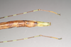 CollectionObject 1560620; NHMUK(SF IMPORT DUPLICATE) 844805, b5fc4dd4-f59c-4042-8a76-9e7ddc449c1b: copyright Natural History Museum, London. female: end of abdomen, lateral view of Orthonecroscia pulcherrima (holotype). (CollectionObject).