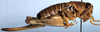 Idiostatus martinellii Rentz, 1973: female, lateral view (paratype). (Otu).
