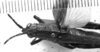 CollectionObject 1501495; c688050f-8c2a-48f4-8455-60c5f8907ec4: Image Carbonell, C.S. female, dorsal view (syntype of Vilerna flavipennis). (CollectionObject).