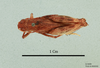 Notostaurus albicornis turcmenus (Uvarov, 1926): male, dorsal view, (paratype). (Otu).
