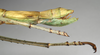 CollectionObject 1558956; NMW 850, 4a41f4a6-f2b8-4adc-af93-00d355b9492b: copyright NMW, Vienna. female: end of abdomen, lateral view of Hermarchus biroi (lectotype). (CollectionObject).