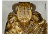 Head on Tetricodes quadrilamina (Zhang & Chen, 2012): (Observation).