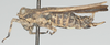 CollectionObject 1581250; cf091e36-2587-4e4e-b9ea-39d1094f987f: female, lateral view (syntype). (CollectionObject).