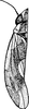 Habitus, dorsal view on Erythridula crataegi (Johnson, 1935): Habitus. (Observation).