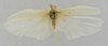 CollectionObject 1532142; 75202f9b-f5fa-4cfb-a1aa-6a67a6494ef7: male habitus, dorsal view (syntype). (CollectionObject).