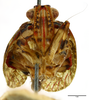 Head: !! display not done !! on Sakina boulardi Synave, 1979: (Observation).
