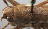Rhacocleis corsicana Bonfils, 1960: female pronotum dorsal (allotype). (Otu).
