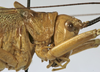 CollectionObject 1541893; 83c567be-17fb-436c-8aed-60b12210364c: male pronotum, lateral view (syntype). (CollectionObject).