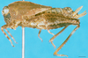 CollectionObject 1500820; 065394ed-f10b-4fae-a234-6be53acf864a: female, lateral view (syntype). (CollectionObject).