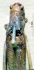 CollectionObject 1517180; ea7d3ffc-3002-4523-9e57-8dfc1866f002: male head and pronotum, dorsal view (holotype). (CollectionObject).