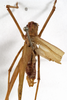 CollectionObject 1529792; 7bad1311-88a8-4859-9d12-96b506800284: male, dorsal view (lectotype). (CollectionObject).