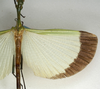 CollectionObject 1562165; NMW 1147, de120177-7f0b-495d-a7e1-ba5a6283c1e3: copyright NMW, Vienna. male, wings of Tagesoidea nigrofasciata (lectotype). (CollectionObject).