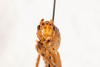 CollectionObject 1475078; 3d8b6814-7d93-44ce-8061-68ae0ef855dc: male, anterior view (holotype). (CollectionObject).