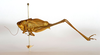 male, lateral view (syntype). Depicts CollectionObject 1475673; 01aea218-51dc-4993-9b8c-0a42bbd86e4a, a CollectionObject.