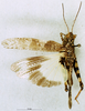 CollectionObject 1537662; 9ed28262-6b08-4a9a-a4d3-3d61d87e5e20: male, dorsal view (paralectotype). (CollectionObject).