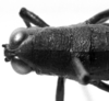 CollectionObject 1530631; e45968b6-0a30-4dc3-a59e-dfd880e94f19: Image Carbonell, C.S. female head and pronotum, dorsal view (allotype). (CollectionObject).