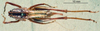 CollectionObject 1572504; c6d34978-1363-4c82-ac0b-25c78648a32a: female, dorsal view (syntype). (CollectionObject).
