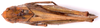CollectionObject 2706321; CNMS 6, CNMS 6, b14902b8-2334-4a0b-9e82-91bc20de013c: dorsal view. female (cotype). (CollectionObject).