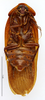 CollectionObject 1587148; MNHN(SF IMPORT DUPLICATE) MNHN-EP-EP1015, b9ad3b65-0810-45d4-8e6c-99cdd6b5f26c: CC BY-NC-ND 4.0/MNHN - Depraetere Marion - 2014. Non type, male. Specimen number: MNHN-EP-EP1015. http://coldb.mnhn.fr/catalognumber/mnhn/ep/ep1015. (CollectionObject).