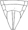 Ovipositor: Ovipositor. (Observation).