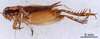 CollectionObject 1522769; dce6a054-9683-429a-ba6c-0b0b5a6e285c: Male, lateral view (holotype). (CollectionObject).