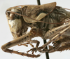 CollectionObject 1539786; 747c76a0-2136-430e-95a7-57899992f6a5: male pronotum lateral (holotype). (CollectionObject).