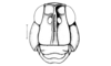 Punacris peruviana (Saussure, 1888): Fig. 125. female head, frontal view. (Otu).