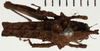 CollectionObject 1529969; NHRS 12929, 35940e50-ed23-4ff8-a6ef-2c9bf9a5ecef: male, dorsal view (holotype of Misythus appendiculatus). (CollectionObject).