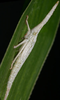 Live specimen: !! display not done !! on Diestostemma Amyot & Audinet-Serville, 1843: Diestostemma sp., nymph @ Venezuela, by D. M. Takiya. (Observation).