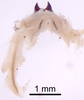 CollectionObject 1522767; b72b8fb4-7164-4e49-a28e-e1a3b048b396: Male genitalia, dorsal view (holotype). (CollectionObject).