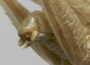 CollectionObject 1535930; 52a49908-d4e9-4e54-abf4-9487428ea0d2: male cerci (syntype). (CollectionObject).
