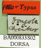 CollectionObject 1501886; 975feac0-296a-45ca-892d-2ffaeaa5ff05: labels (paralectotype). (CollectionObject).