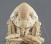 Head on Arocephalus (Arocephalus) languidus (Flor, 1861): Head - color variation. (Observation).