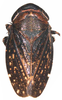 Habitus, dorsal view: !! display not done !! on Goniagnathus (Goniagnathus) brevis (Herrich-Schäffer, 1835): Habitus, dorsal view. (Observation).