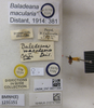 CollectionObject 1593844; Depo SF.DepoID 3997, 010747589, 5623f55a-7a1b-489e-a933-0b674069dc20: Baladeana macularia. Lectotype. (BMNH) - (CC BY-NC 4.0) Photo by Stuart Cole, reproduced with permission from the Natural History Museum, London, UK. (CollectionObject).