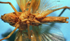 CollectionObject 1520494; db876023-045e-4e14-9da9-29234da6afdf: male ventral view (type of Conocephalus latipennis). (CollectionObject).