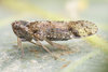 Live specimen: !! display not done !! on Cixius (Cixius) nervosus (Linnaeus, 1758): (Observation).