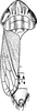Habitus, dorsal view: Habitus (female). (Observation).