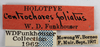 Other: !! display not done !! on Centrochares foliata Funkhouser, 1929: (Observation).
