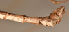 CollectionObject 1559795; 6ee93ef6-2dad-49c4-9663-219a1fa4b6b4: copyright OUMNH. male: end of abdomen, lateral view of Phasma (Acanthoderus) lacertinum (holotype). (CollectionObject).
