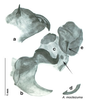CollectionObject 1569221; 17d0d754-d7af-4992-a964-19c15fa15288: Original drawing by Heidi Hopkins © Heidi Hopkins. Holotype, adult male, genitalia, ventral view. (CollectionObject).