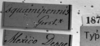 CollectionObject 1501160; 014955bc-6c94-4eeb-8b02-ebaf5b188781: Image Carbonell, C.S. labels (syntype). (CollectionObject).