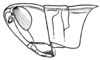 Cauratettix borellii (Giglio-Tos, 1894): Fig. 36B. male, head and pronotum, lateral view. (Otu).