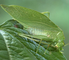 male, lateral view. Depicts Microcentrum retinerve (Burmeister, 1838), an Otu.